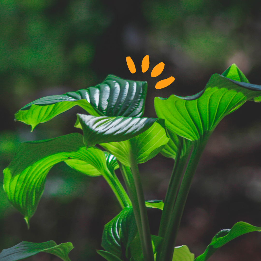 Green leaves in front of a blurred background